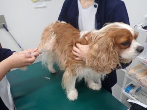 犬の保定